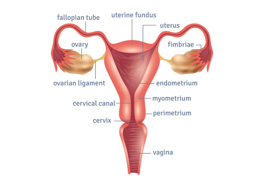 Hysterosalpingography 